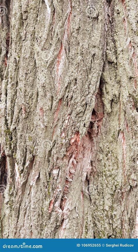 Acacia tree bark texture stock image. Image of thorn - 106952655