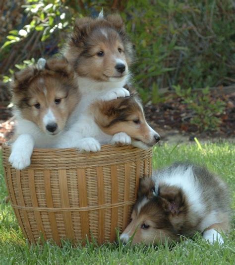 Shetland Sheepdog Puppies For Sale | California Street, CA #164135