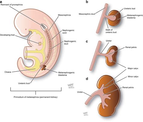 Embryology, Anatomy, and Histology of the Kidney | Abdominal Key