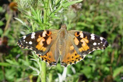 Some Basic Information on the Four Vanessa Butterfly Species of North America | Red Admiral and ...