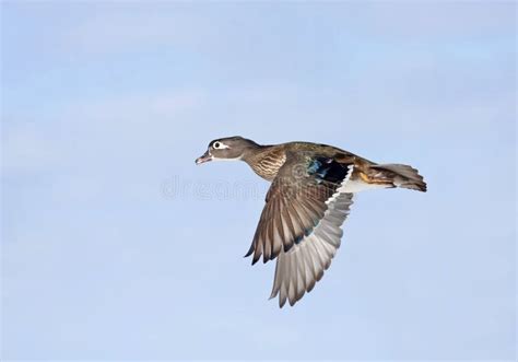 A Wood Duck Female Taking Flight in Winter in Ottawa, Canada Stock Image - Image of nature ...