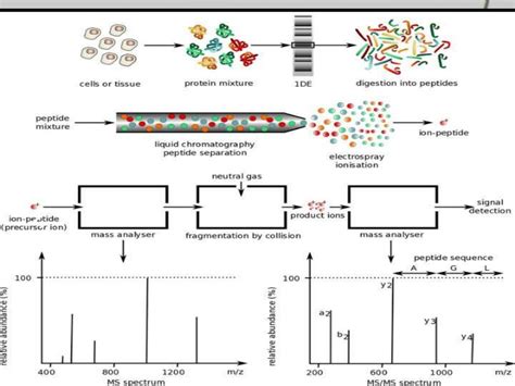 Protein sequencing