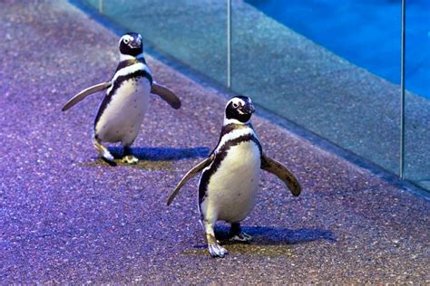 These Chicago penguins are now hanging out with dinosaurs at the Field ...