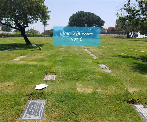 Inglewood Park Cemetery, Inglewood - Cherry Blossom - Bayer Cemetery ...