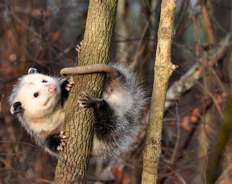 Myth buster: Opossums don't really hang by their tails to sleep ...