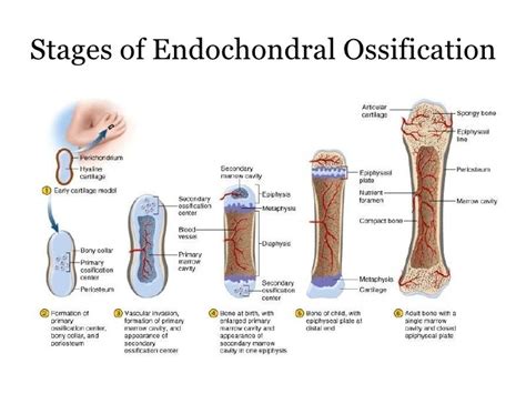 Histogenesis of Bone, Repair of Bone fractures, Steps of Bone Growth | Science online