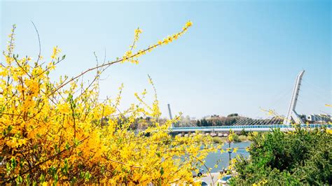 Daegu Cherry Blossoms And Festivals