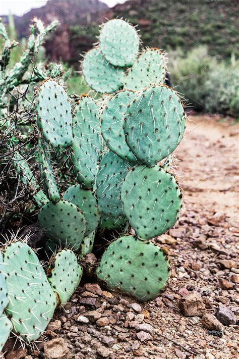 Prickly Pear Cactus In Arizona | High-Quality Nature Stock Photos ~ Creative Market