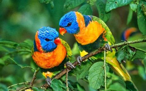 Lorikeet Bird Full HD Image. | Beautiful bird wallpaper, Bird wallpaper ...