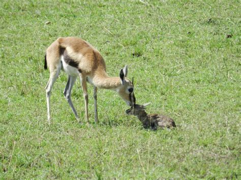 eGlobal Education: Amazing Gazelle Baby