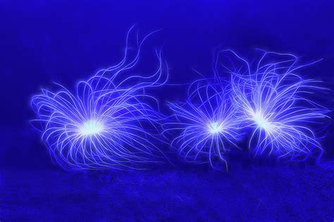 Underwater Fireworks - Sea Anemones Photograph by Mitch Spence - Pixels
