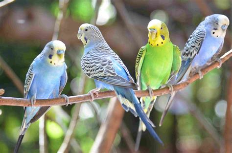 Learn All About Pet Budgie Birds