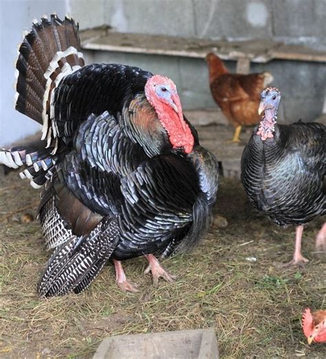 Broad Breasted Bronze Turkeys | Farm & Domestic | Bronze turkey, Turkey breeds, Turkey