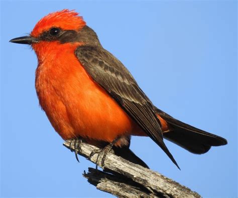 Vermilion Flycatcher (m) | Vermilion flycatcher, Flycatcher, Arizona birds