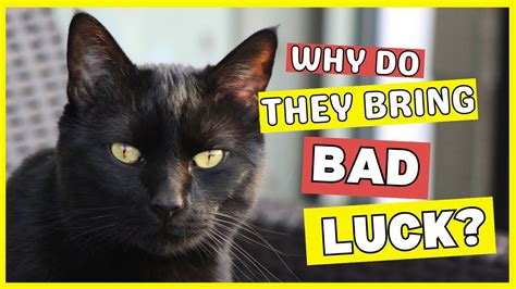 Superstitions About Black Cats - YouTube