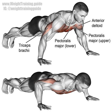 Push-up exercise instructions and videos | Weight Training Guide | Ejercicios para pecho ...