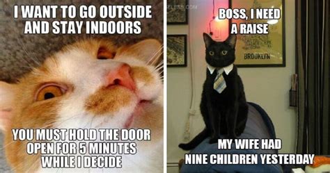 The Best Funny Cat Memes That Will Make You Laugh Out Loud – Paws ...