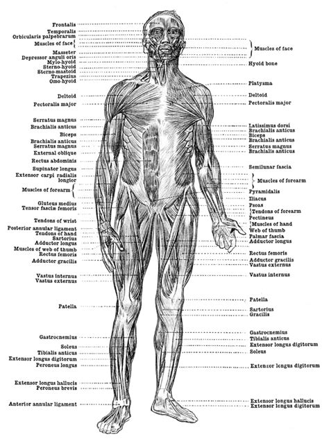 human anatomy body - ModernHeal.com