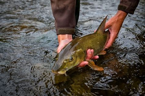 Barbel in Holland