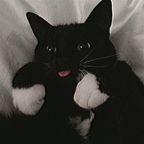 Aesthetic Black | Cat aesthetic, Black cat aesthetic, Pretty cats