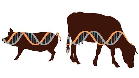 Regulations limiting potential for animal gene editing - Brownfield Ag News