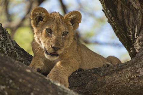 Lake Manyara National Park travel | Tanzania, Africa - Lonely Planet