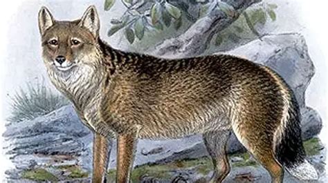 Falkland Islands Wolf - Antarctic Wolf - Extinct Species