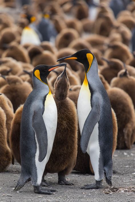 King Penguins | Antarctica | Photos by Ron Niebrugge