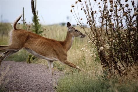 Deer Running Free Stock Photo - Public Domain Pictures