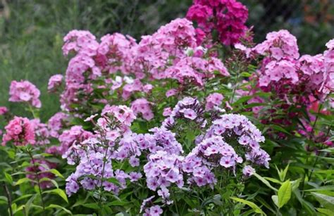 Phlox Paniculata: How To Plant And Care For The High Flame Flower ...