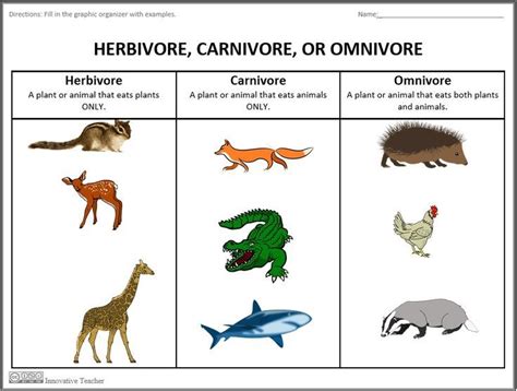 Herbivore, Carnivore, or Omnivore Graphic Organizers by Innovative ...