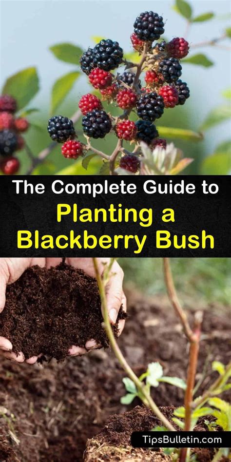 The Complete Guide to Planting a Blackberry Bush | Blackberry bush, Blackberry plants, Growing ...