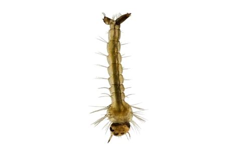 Mosquito Larvae Profile and How to Culture as Live Food - Shrimp and ...
