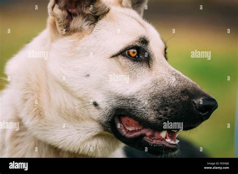 East European Shepherd (VEO) (Byelorussian Shepherd) - is breed of dog ...