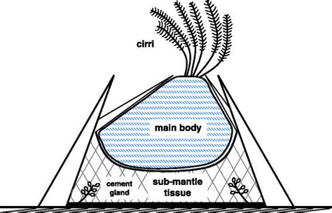 Barnacle Diagram