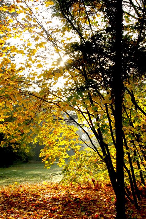 Free Images : nature, branch, fall, foliage, color, season, maple tree, maple leaf, tree leaf ...