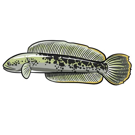 Channa Barca Fish, Pescado, Channas Cork Fish, Snakehead Fish Vector PNG and Vector with ...