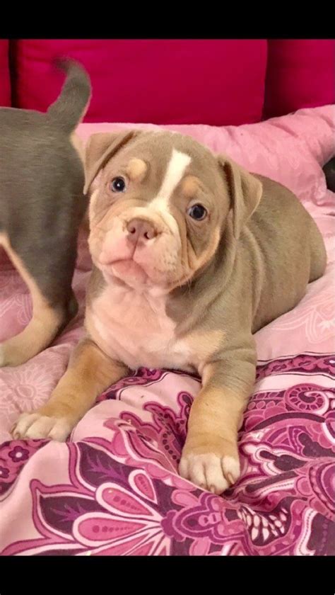 American Bulldog Puppies For Sale | Pasadena, TX #294756