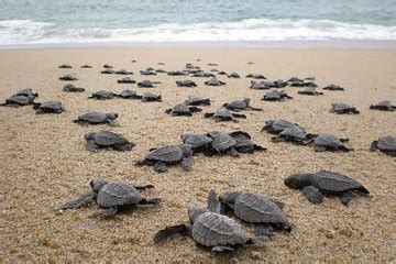 Sea Turtle Conservancy (Tortuguero) - 2020 All You Need to Know BEFORE ...