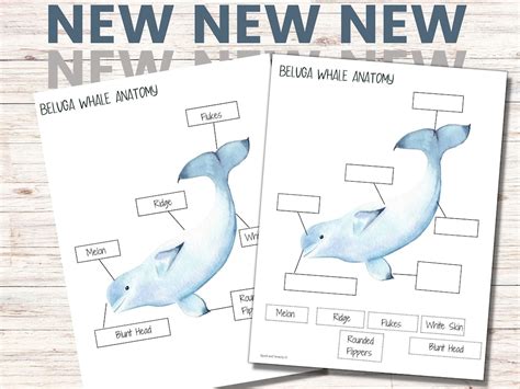 Beluga Whale Anatomy Beluga Worksheets Use in an Arctic - Etsy Canada