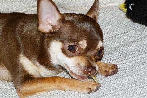 Homemade Foods For Chihuahua: Is It The Ultimate Option?