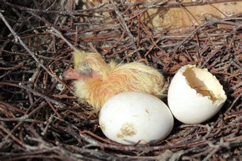 Dove and eggs stock image. Image of texture, detail, branch - 38486647