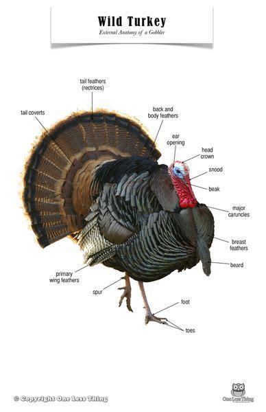 Turkey Hunting: A Guide to Bird Hunting in Turkey