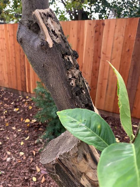 Orange tree pruning (infested branch?)