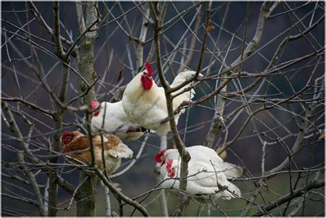 Chickens coming home to roost. | BackYard Chickens