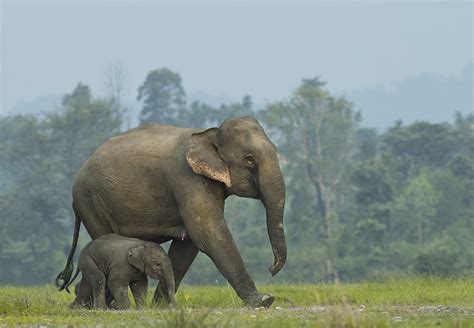 WATCH: Beautiful moment of elephant giving birth