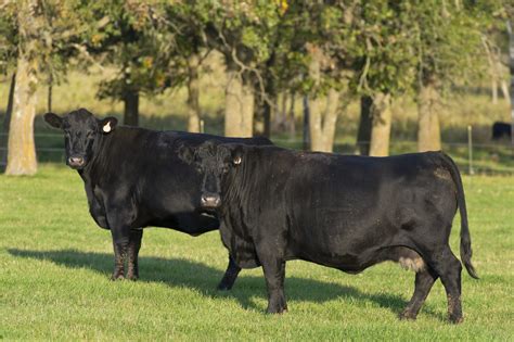 Two black Angus cattle in grassy field