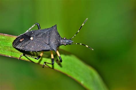 Types of Stink Bugs: Field Guide (Names & Photos) - Outforia