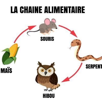 Chaîne alimentaire explication de la chaîne alimentaire Dossier l ...