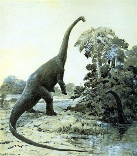 Diplodocus, par Charles Knight. Dinosauria, Saurischia, Sauropodomorpha, Sauropoda. 1907 ...